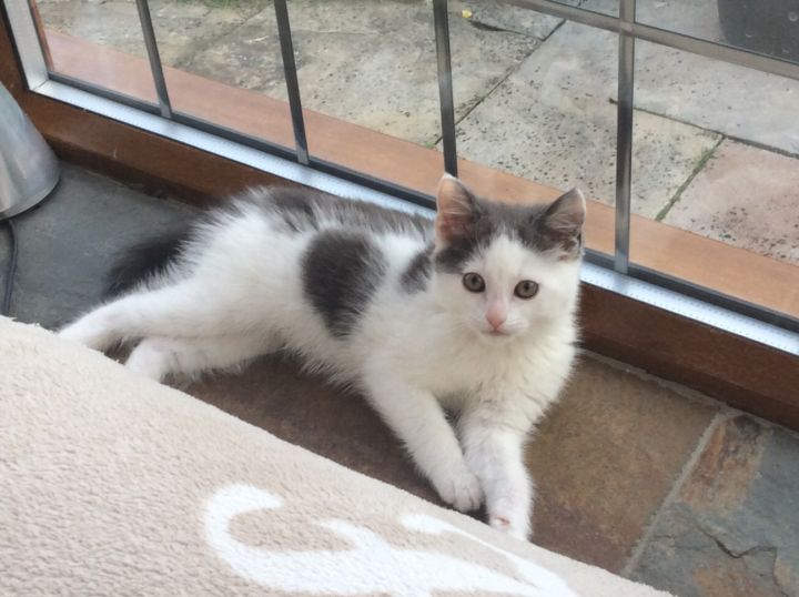 Mew